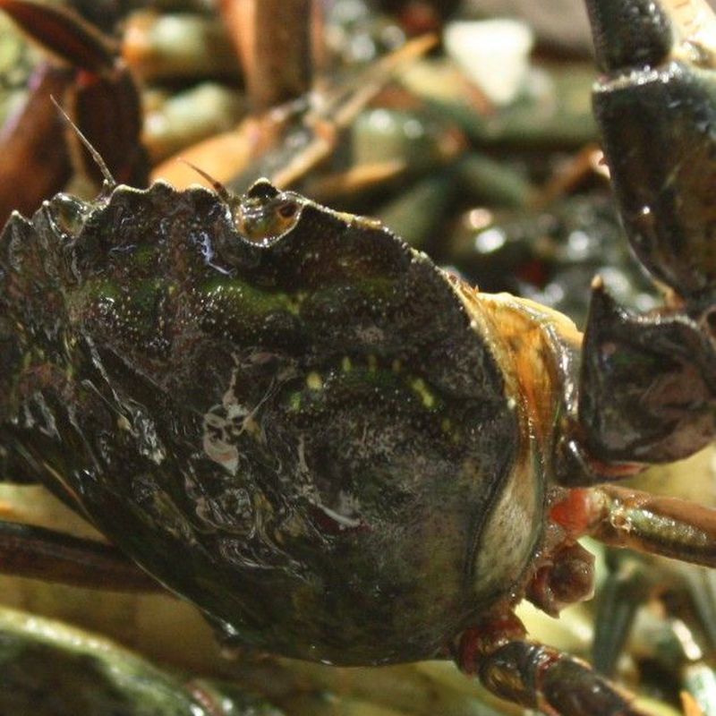 Marisco fresco vivo: Servicios de Pescados Cano