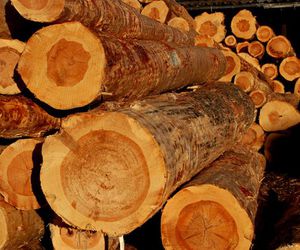 Los nudos en la madera de pino