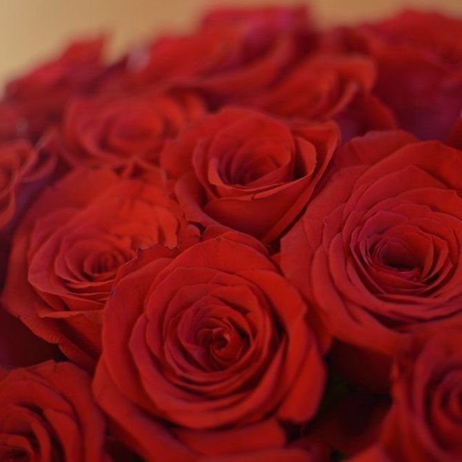 El lenguaje de las rosas según su color