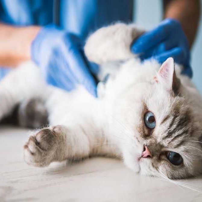 Las urgencias veterinarias más frecuentes en gatos