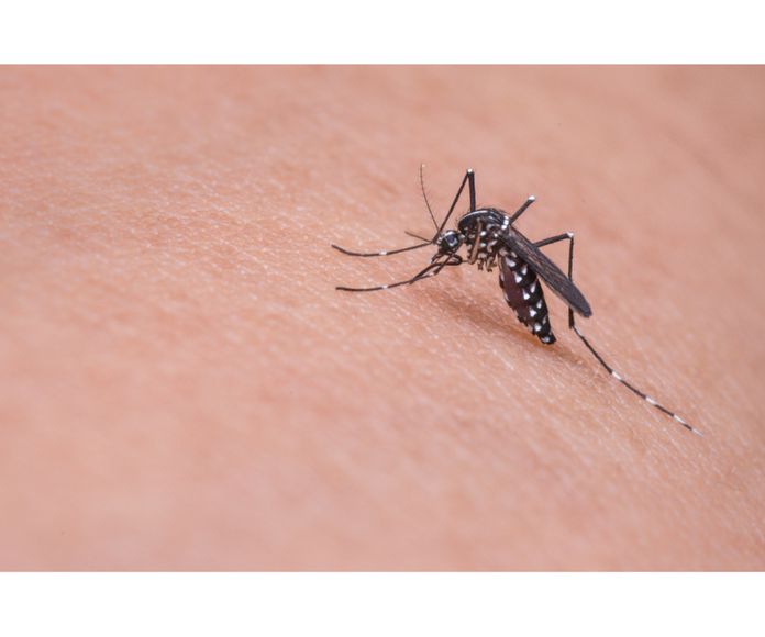Picaduras de insectos: cuáles son las más graves y cuándo se debería acudir a un médico