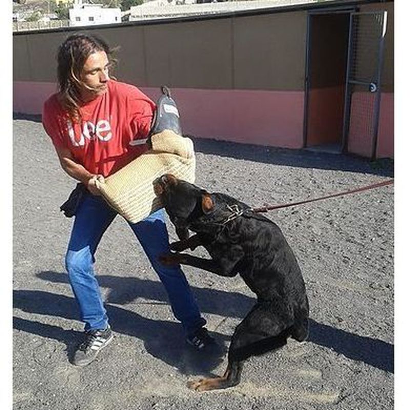 Adiestramiento: Servicios y accesorios de Residencia Canina y Adiestramiento Tarazona