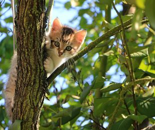 Síndrome del gato paracaidista