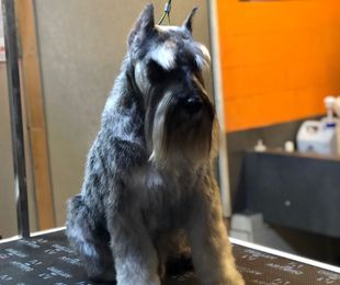¿Conoces nuestra Peluquería Canina Lovedogs?