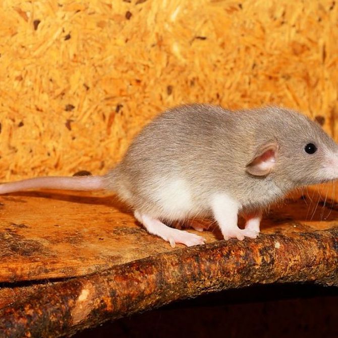 Enfermedades que transmiten ratas y ratones