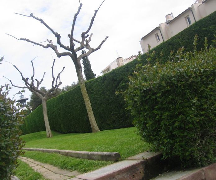 Tala de árboles: Servicios de Jardins Piscines Jordi