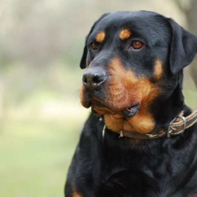 Prevención y tratamiento de la leishmaniosis canina