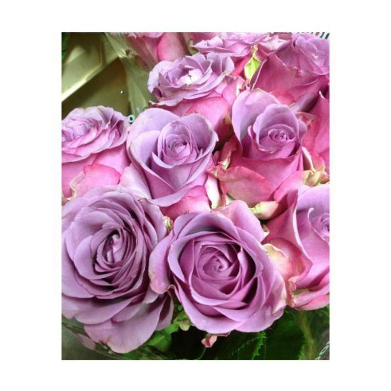 Rosas: Catálogo de Flores Maranta