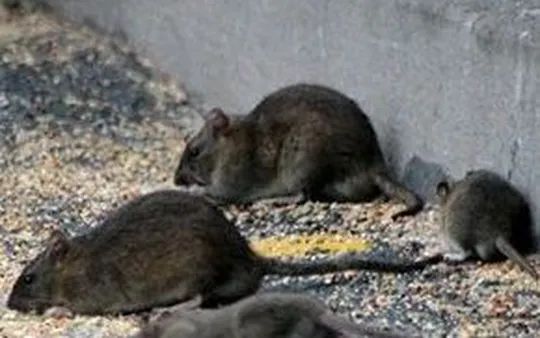 Eliminación eficaz de roedores en todo tipo de establecimientos, negocios y