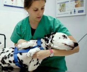 Consulta veterinaria en Las Palmas: Catálogo de Clínica Veterinaria Los Galgos 928 252685 -  Peluquería Los Galgos 928 201156
