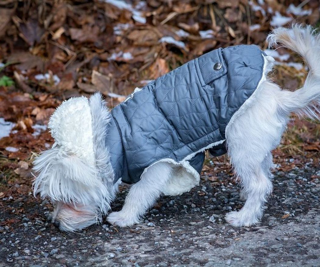¿Los perros sienten frío en invierno?