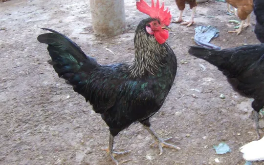 Imagen 2 de la galería