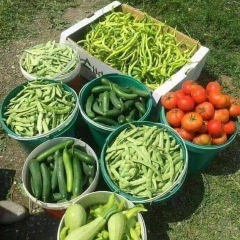 Productos de la huerta: Servicios  de Guardería Mikole