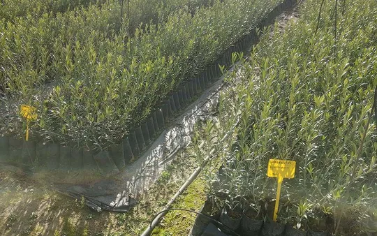 Imagen 4 de la galería