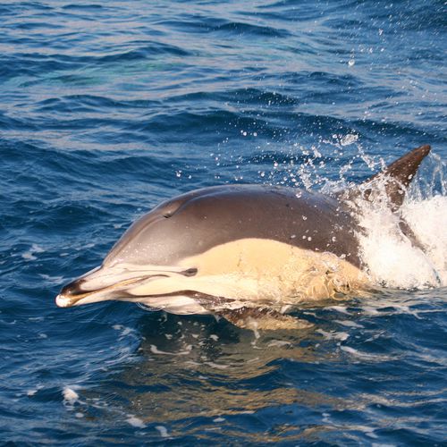 Avistameinto de Delfín común en Tarifa