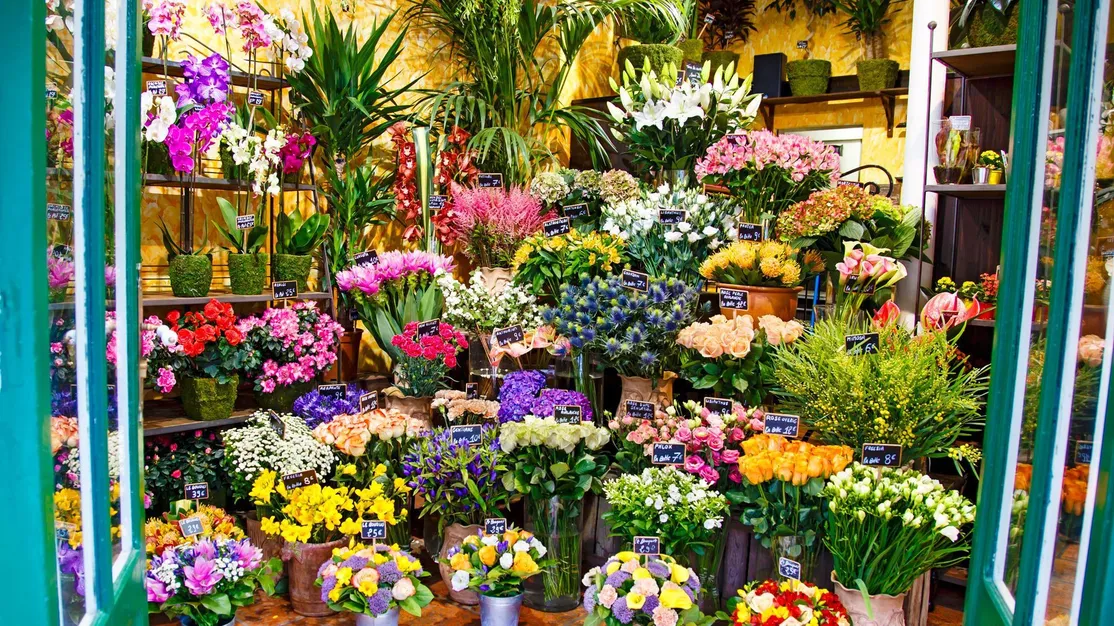 Todo tipo de flores y plantas en Gijón