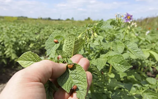 Imagen 5 de la galería