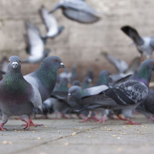 Control de palomas en Castellón de la Plana