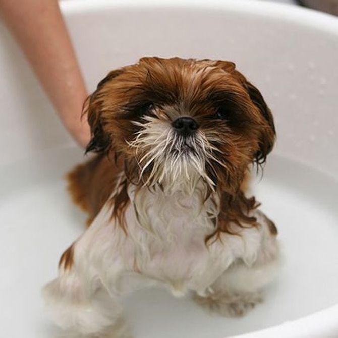 Recomendaciones para bañar a tu perro