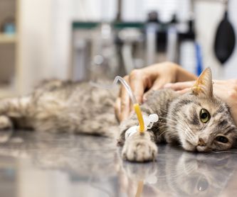 Consulta para gatos: Servicios de Clinica Veterinaria Animalia