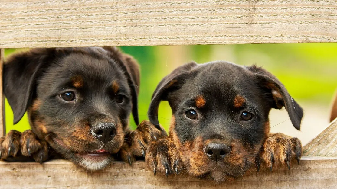 Clinica veterinaria Boavet Boadilla del monte