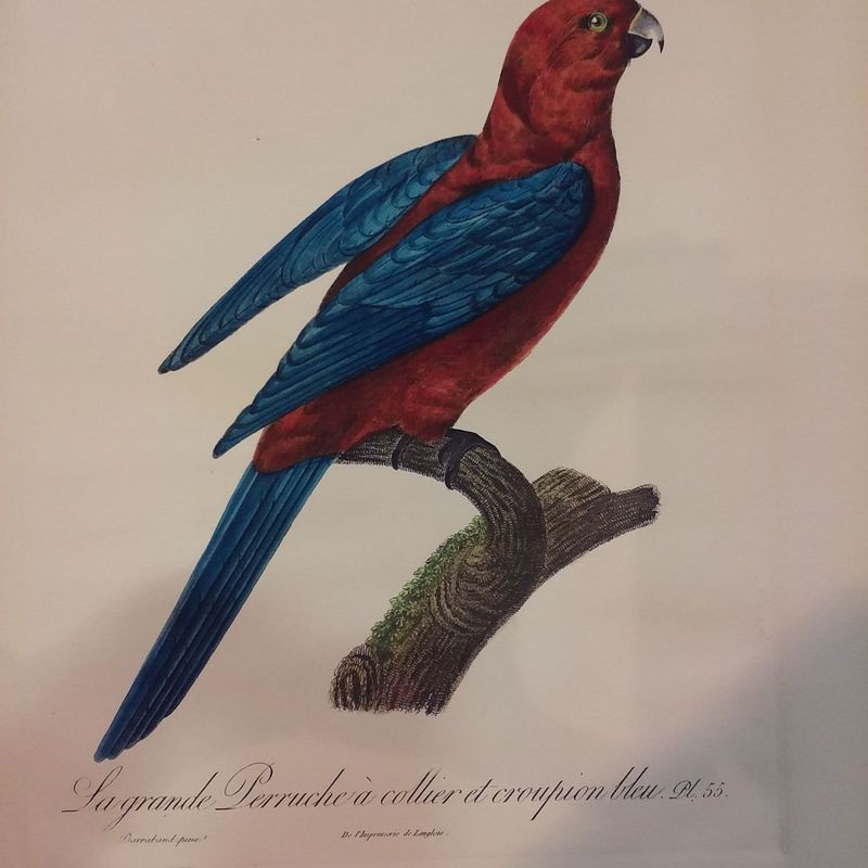 AVES DEL PARAISO: Productos de Cano 1907
