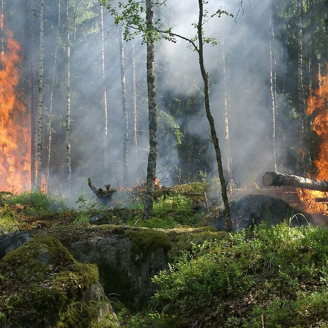Conoce las principales consecuencias de un incendio forestal