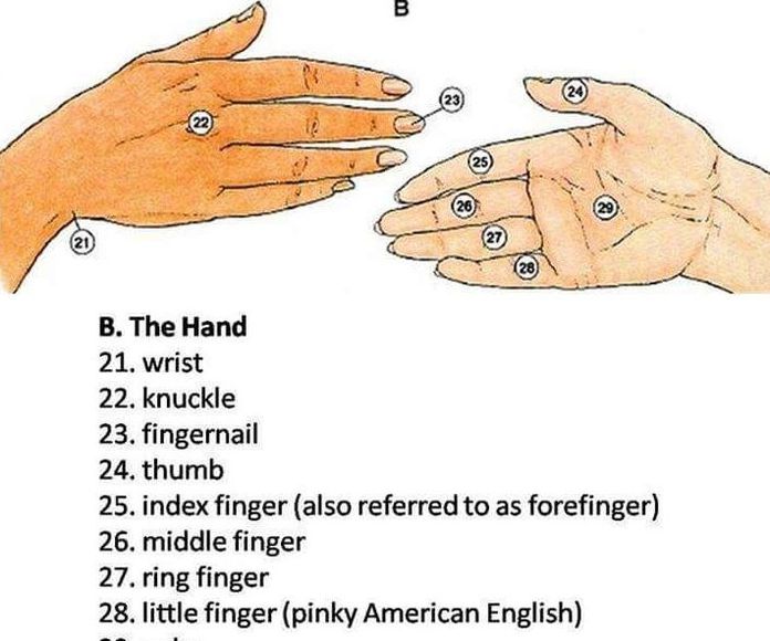 Vocabulary: Hands