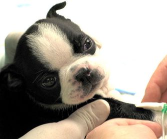 Hospitalización: Servicios  de Centro Veterinario Bienestar Animal Almerimar