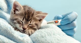 Cómo elegir el mejor veterinario para tu gato