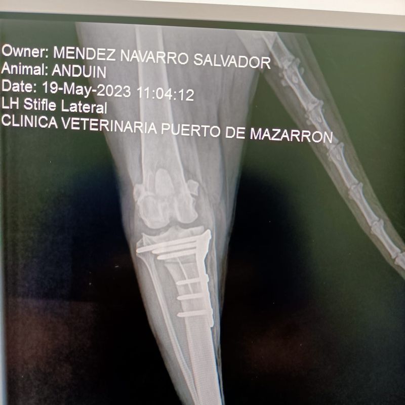 Traumatología y cirugía ortopédica: Servicios de Clínica principal Veterinaria Puerto Mazarrón