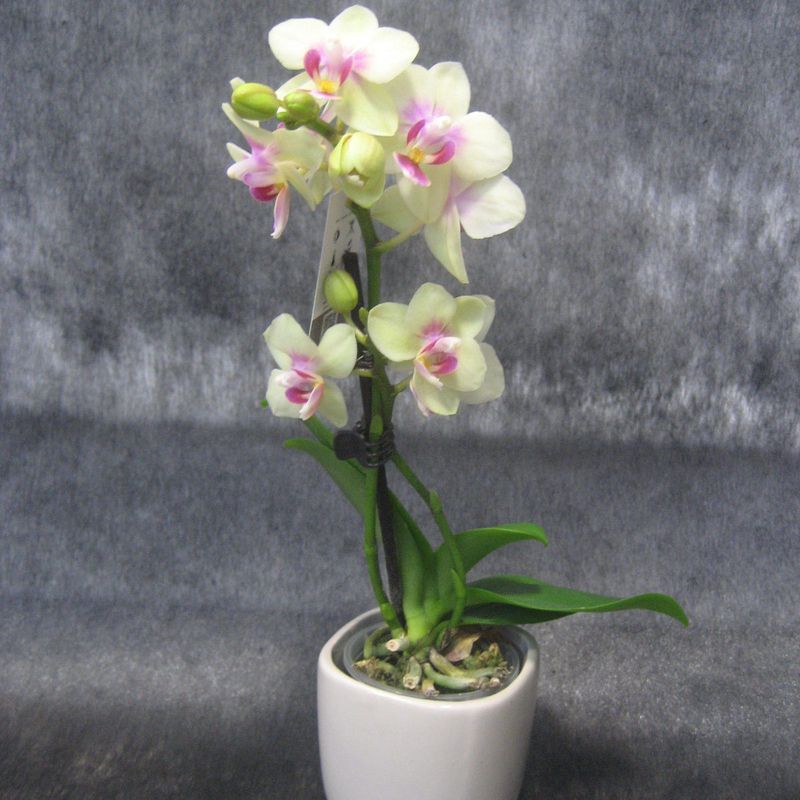 Orchids Minis (Orquidea mini): Nuestras flores de Bouquet Flores y Plantas