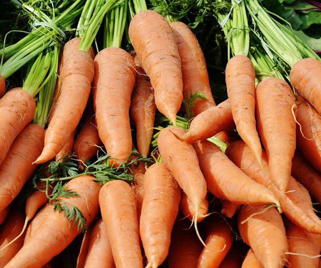Cómo sembrar y cultivar zanahorias