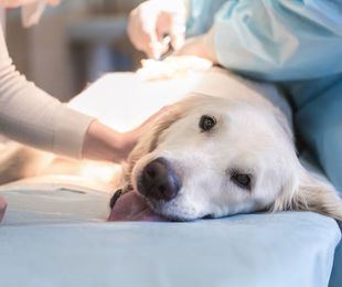 Las vacunas obligatorias en los perros