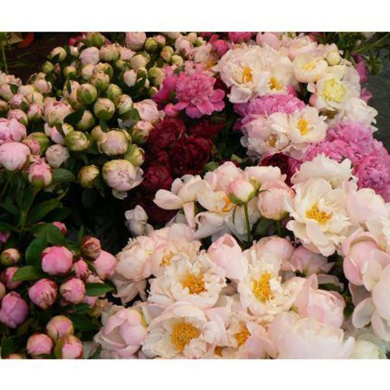 Peonías: Catálogo de Flores Maranta