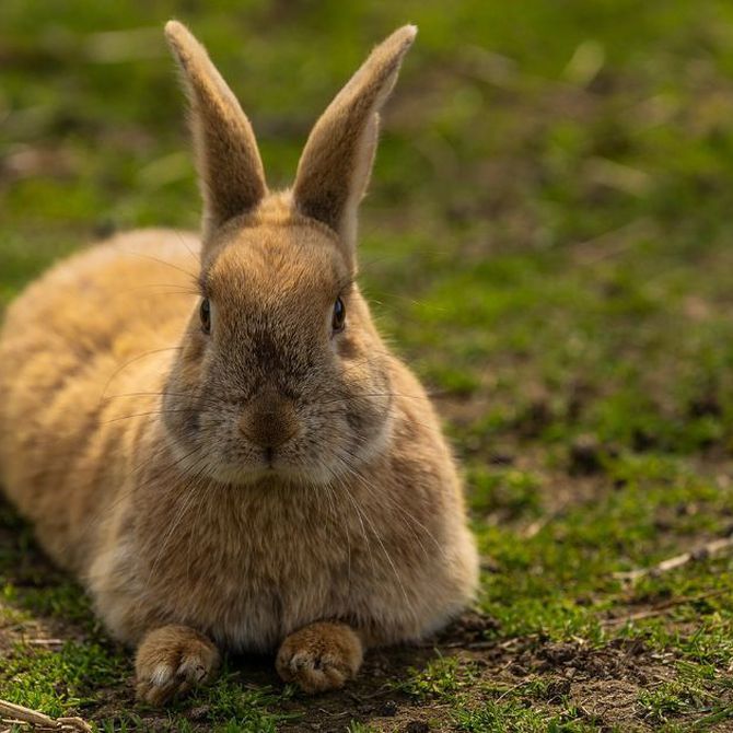 ¿Cuánto vive un conejo?