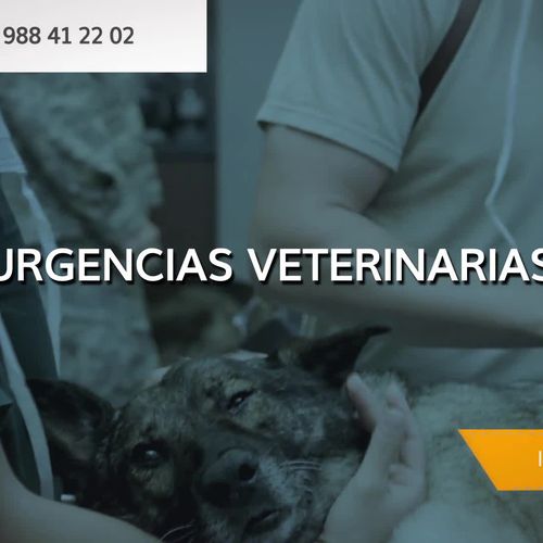 Clínica veterinaria en Allariz | Clínica Veterinaria Don Guau