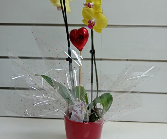 Orquídea: CATALOGO de Floristería Manuela