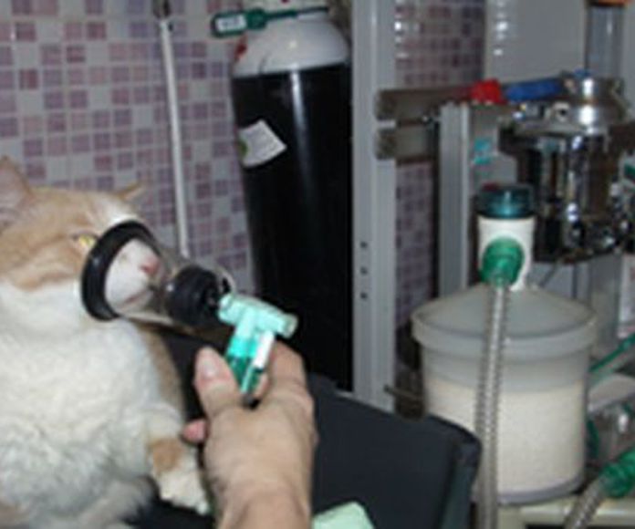 CirugÃ­a: Servicios de ClÃ­nica Veterinaria PirÃ¡mides