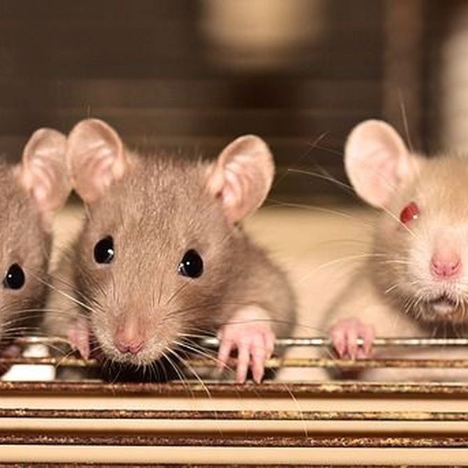 La peste y cómo las ratas transmitían esta enfermedad