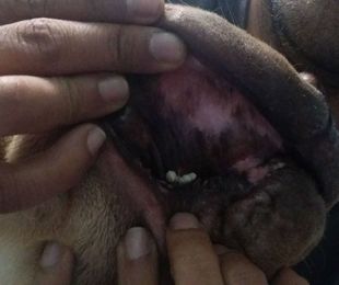 PAPILOMATOSIS VÍRICA EN SHARPEI