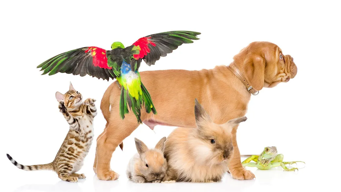 Dogs_Cats_Rabbits_Parrots_Frogs_White_background_549733_1920x1080
