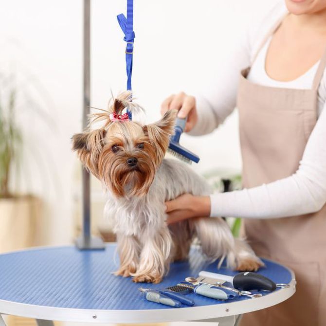 Precauciones en los cortes de pelo para perros