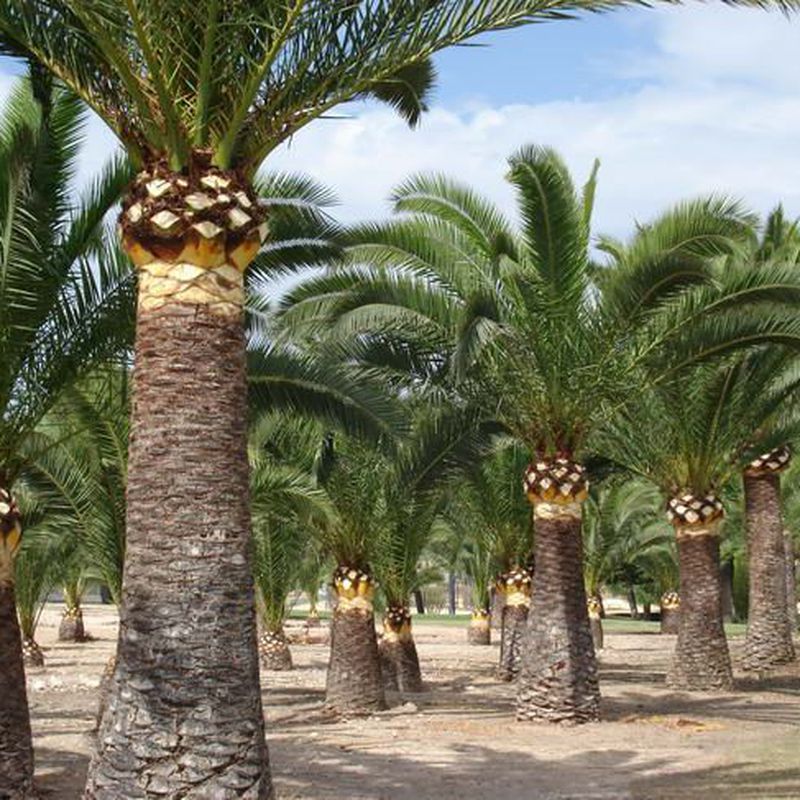 Poda de árboles y palmeras: Servicios de Indigo Jardines