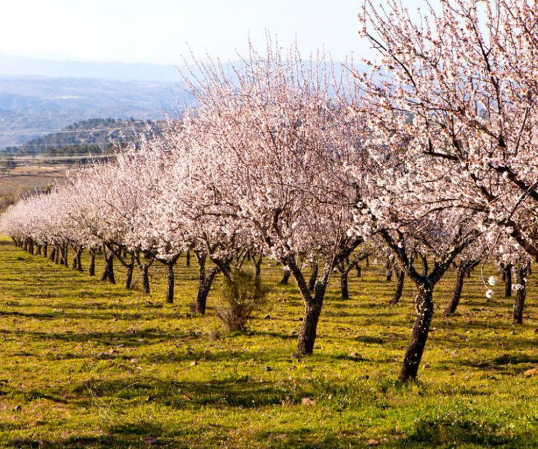 Cómo cuidar un almendro para que produzca una cosecha abundante