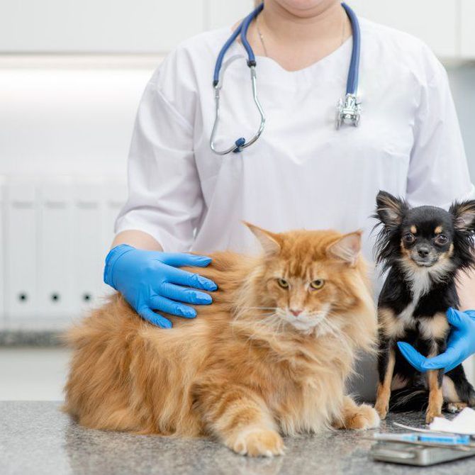Cirugías en perros y gatos: Cuidado y recuperación para tus mascotas