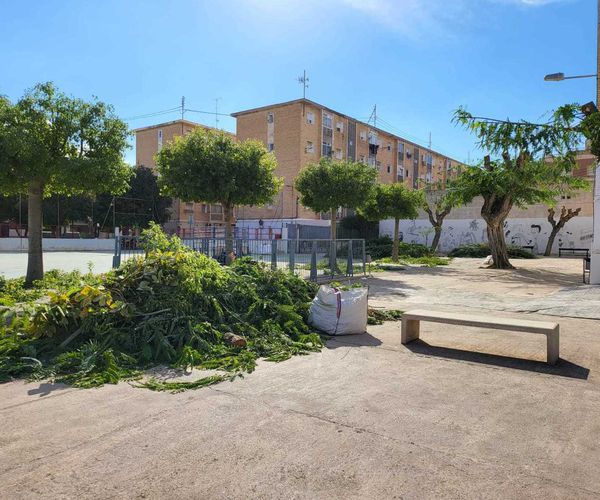 Poda de árboles en Murcia