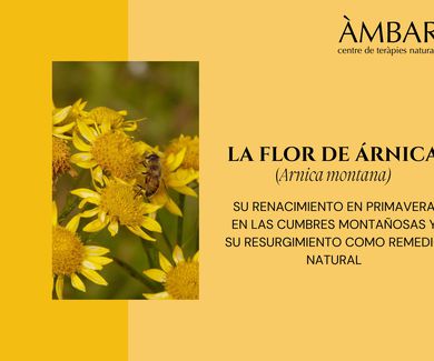 La flor de Árnica (Arnica montana): Su Renacimiento en Primavera en las Cumbres Montañosas y su Resurgimiento como Remedio Natural
