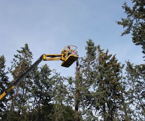 Poda y mantenimiento forestal en Torrelodones