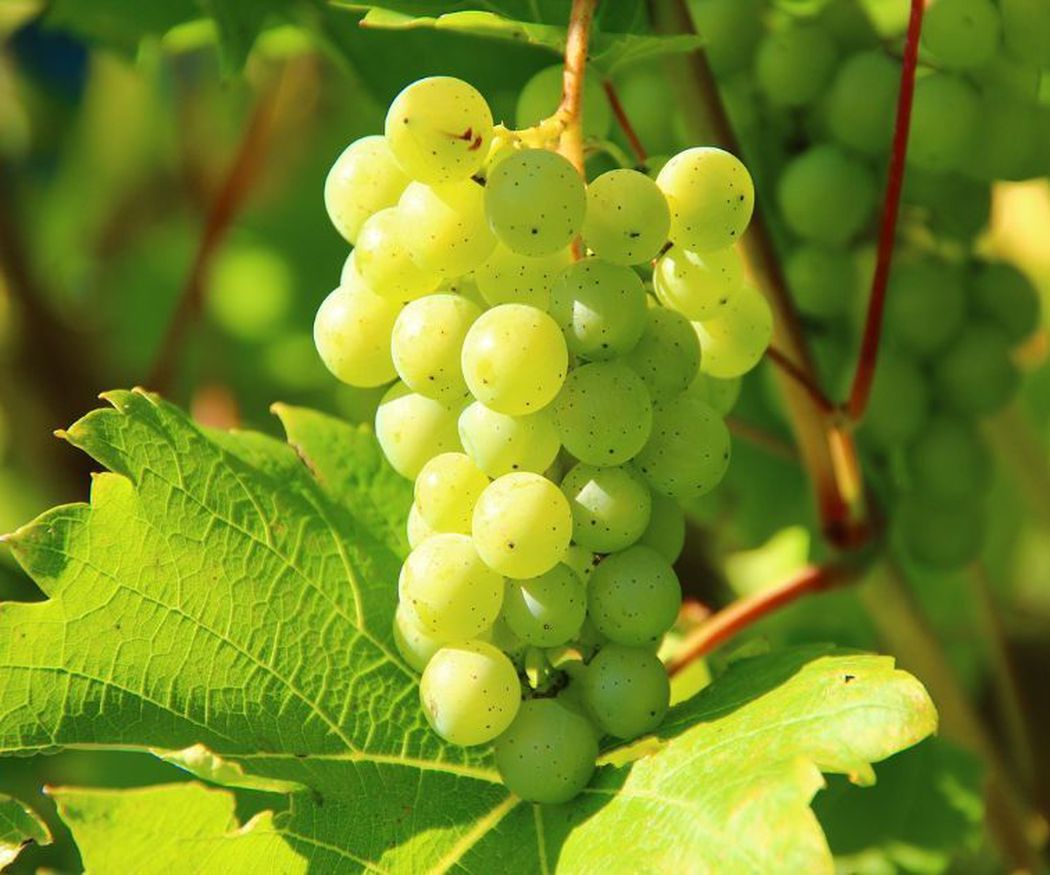 La importancia de la uva